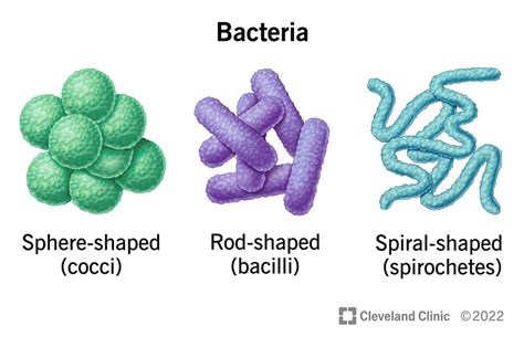 What is the most common bacterial path.